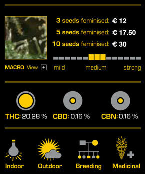 Green House Seeds - The Church (fem.)