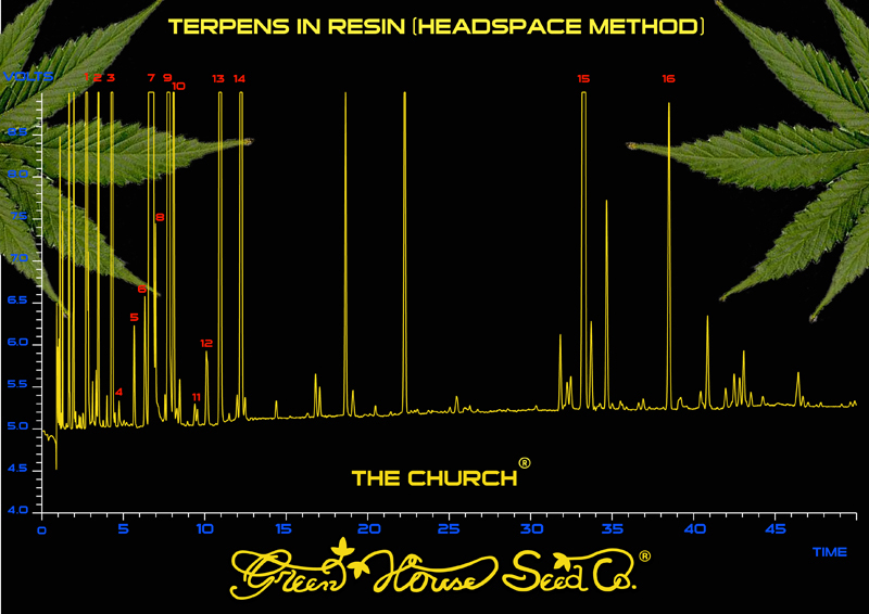 Green House Seeds - The Church (fem.)