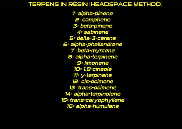 Green House Seeds - The Church (fem.)