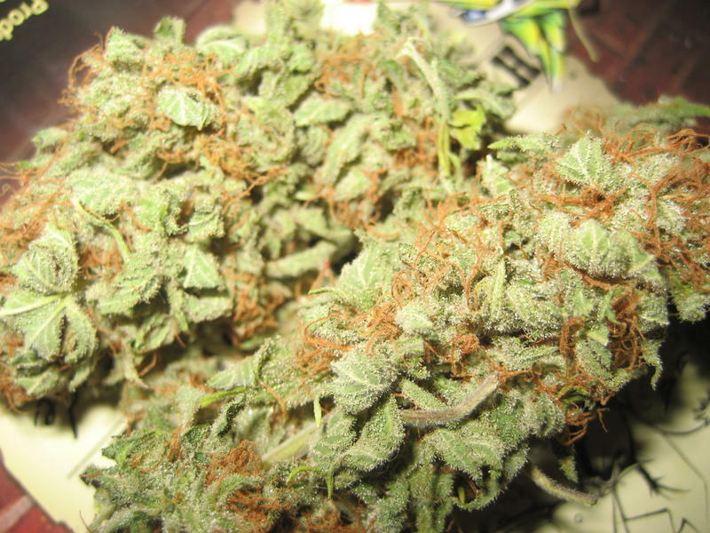 Green House Seeds - The Church (fem.)