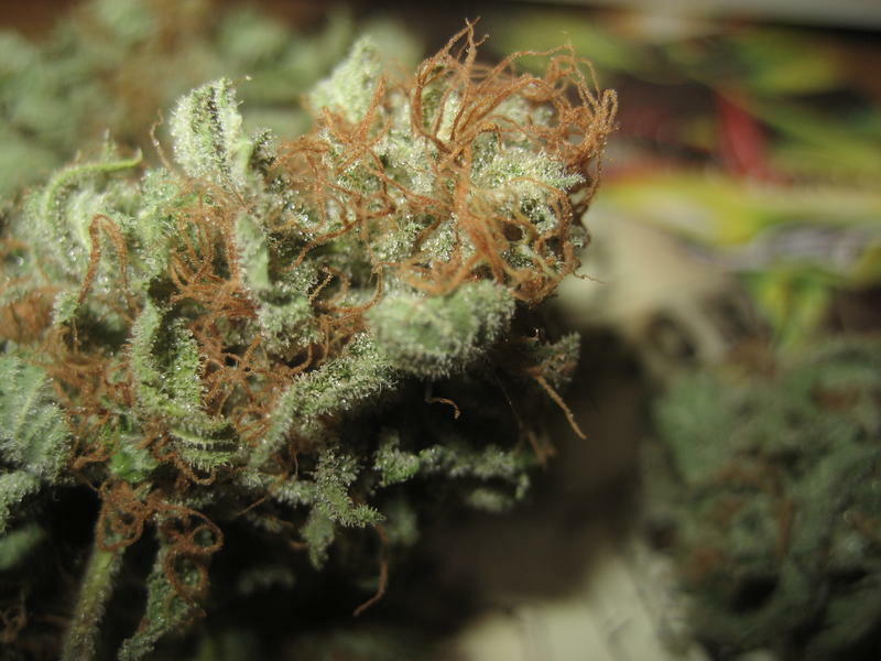 Green House Seeds - The Church (fem.)