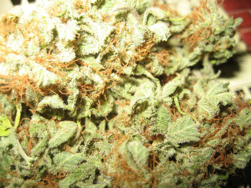 Green House Seeds - The Church (fem.)