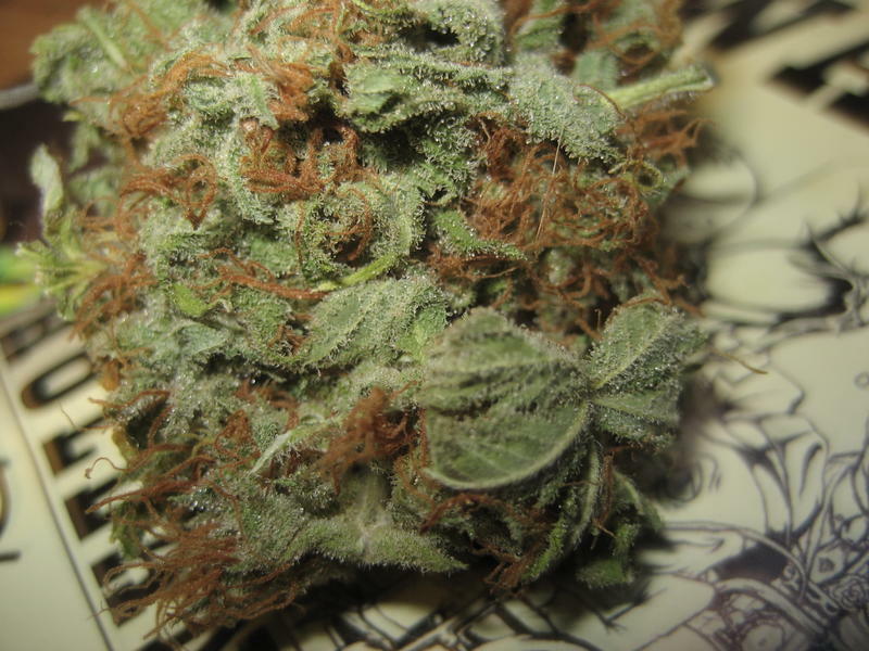 Green House Seeds - The Church (fem.)