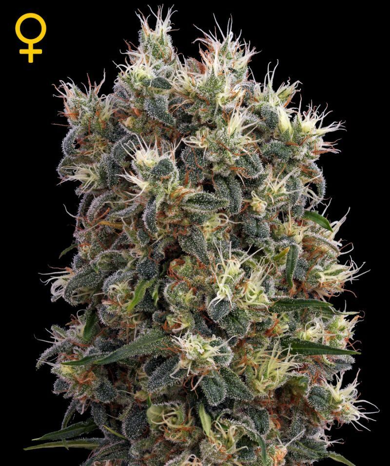 Green House Seeds - The Church (fem.)