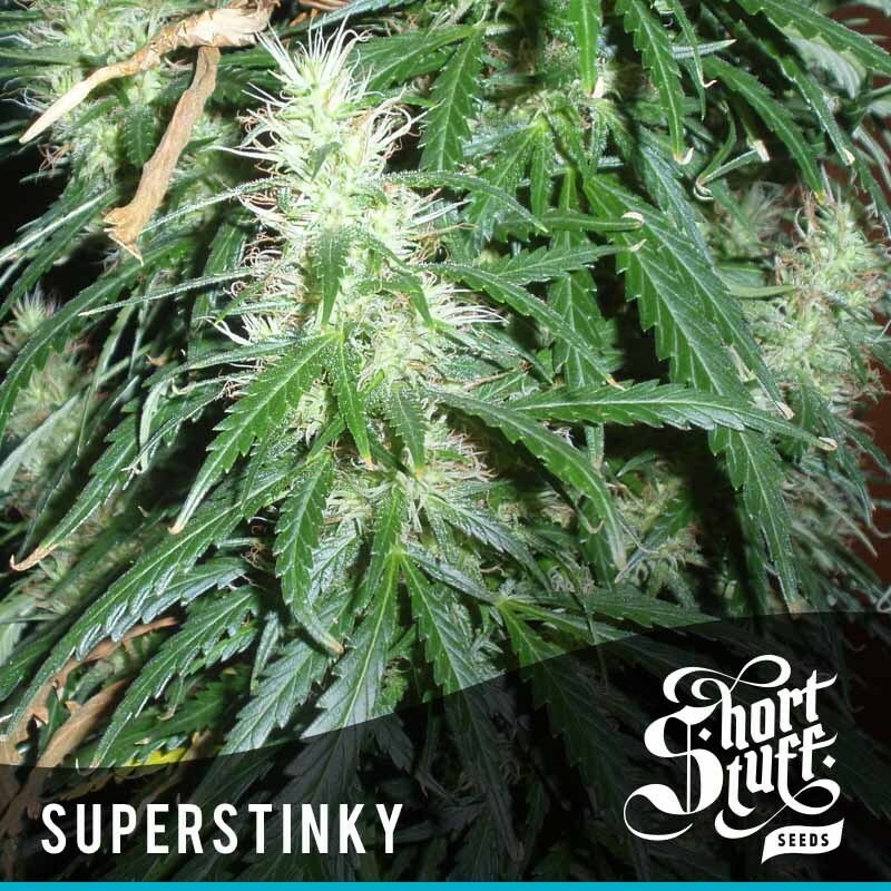Short Stuff Seeds - Super Stinky (auto/fem.)