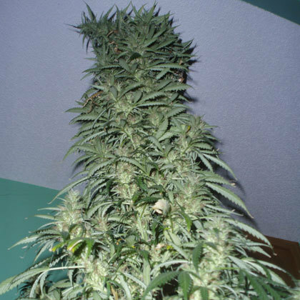 Short Stuff Seeds - Super Stinky (auto/fem.)