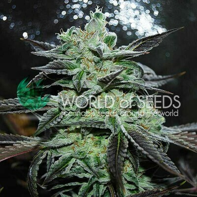 World Of Seeds - Strawberry Blue (fem.) 03765