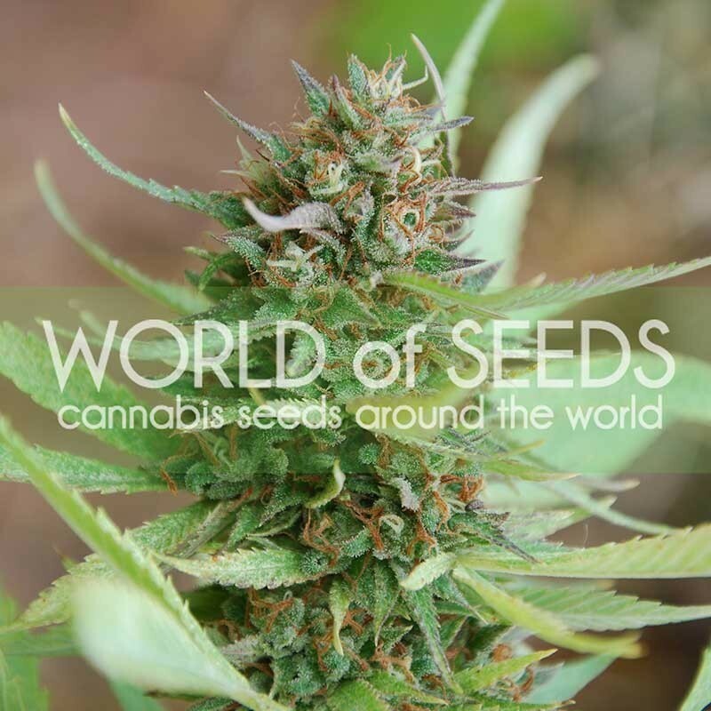 World Of Seeds - Strawberry Blue (fem.)