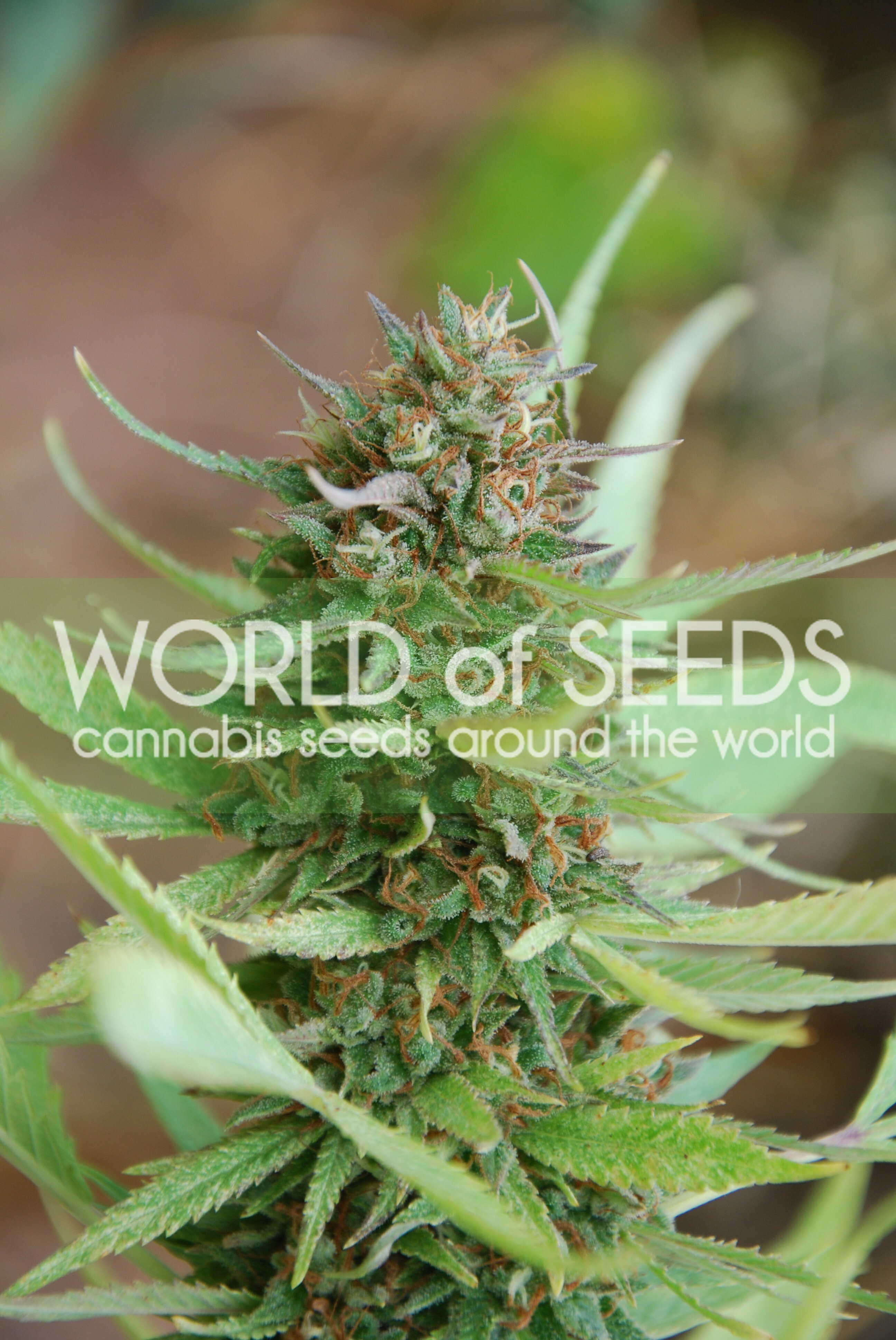 World Of Seeds - Strawberry Blue (fem.)