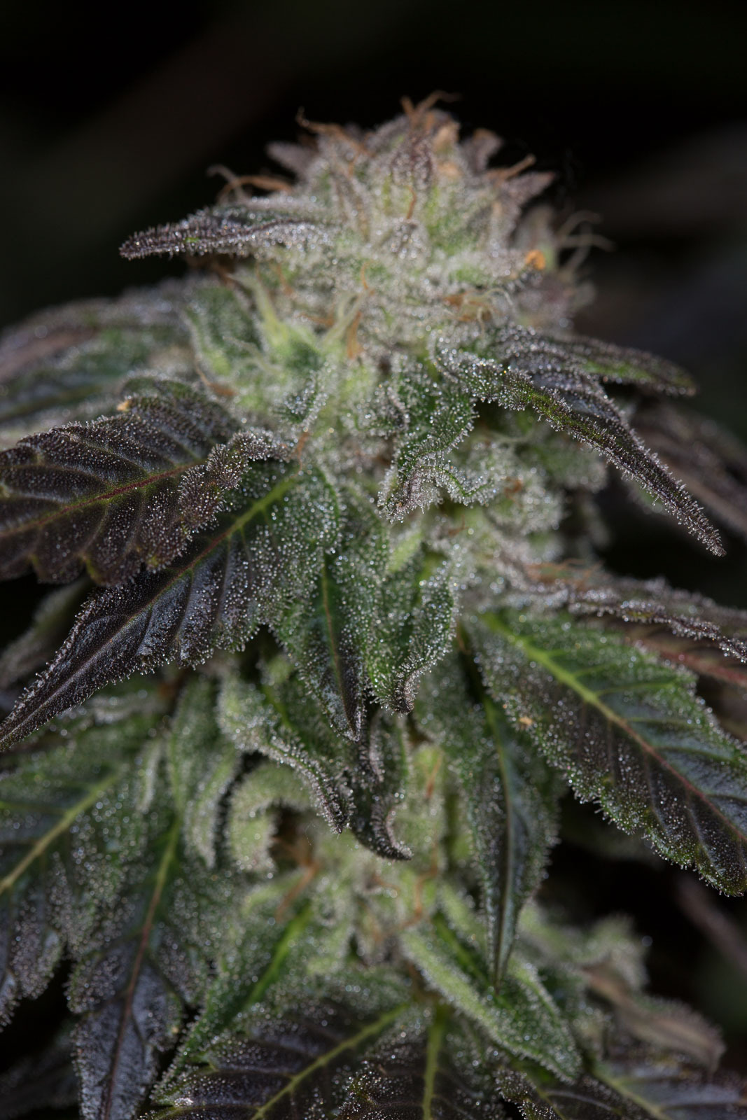 Humboldt Seed Organization - OG Kush (fem.)