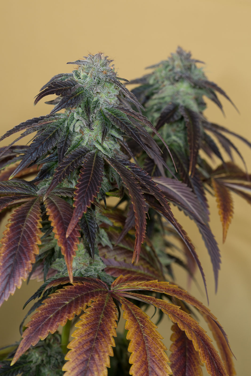 Humboldt Seed Organization - OG Kush (fem.)