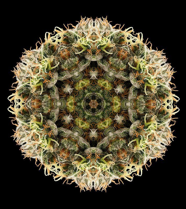 Humboldt Seed Organization - Lemon Thai Kush (reg.)