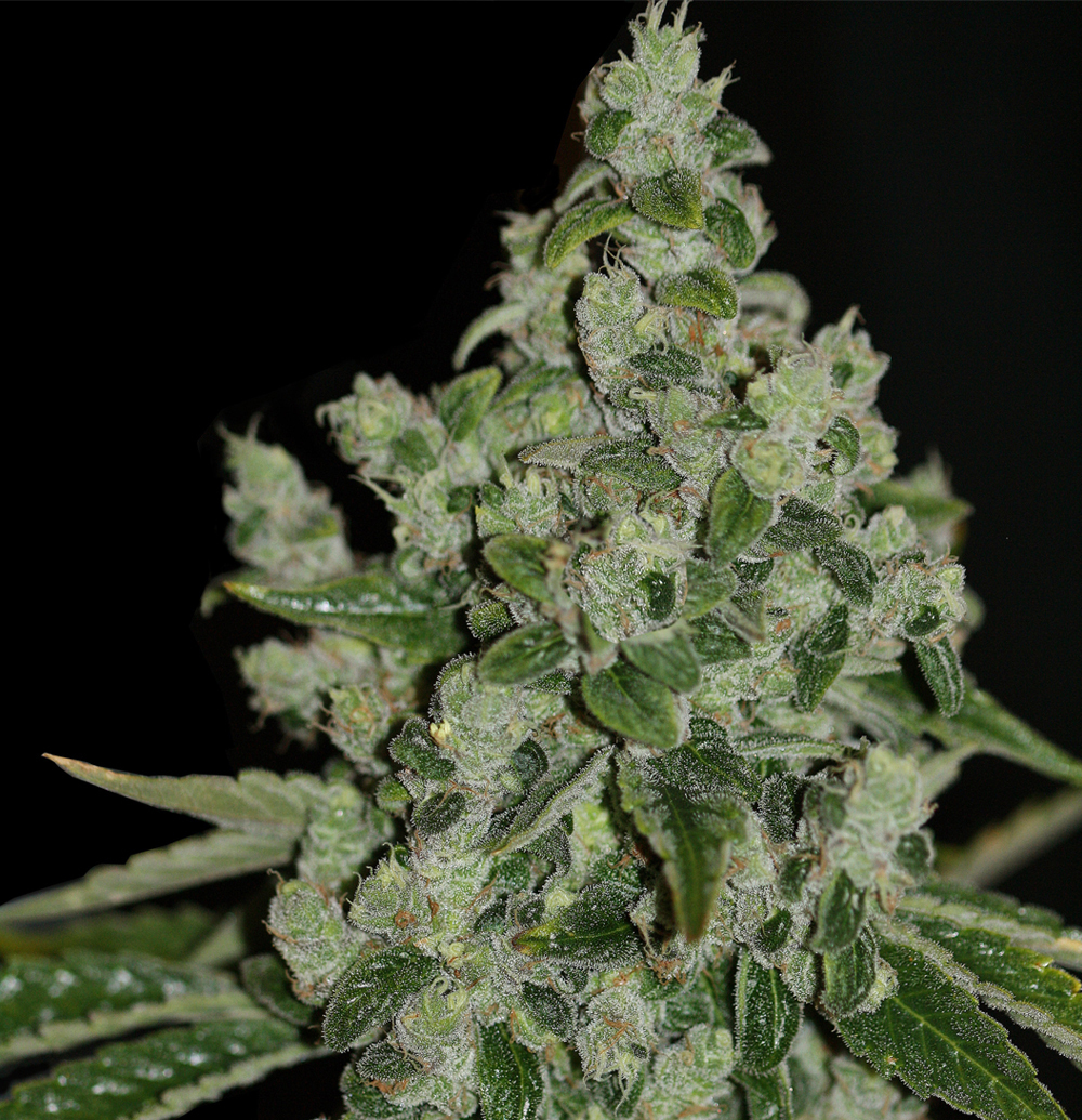 T.H. Seeds - UltraSour Kush (fem.) T.H. Seeds - UltraSour Kush (fem.)