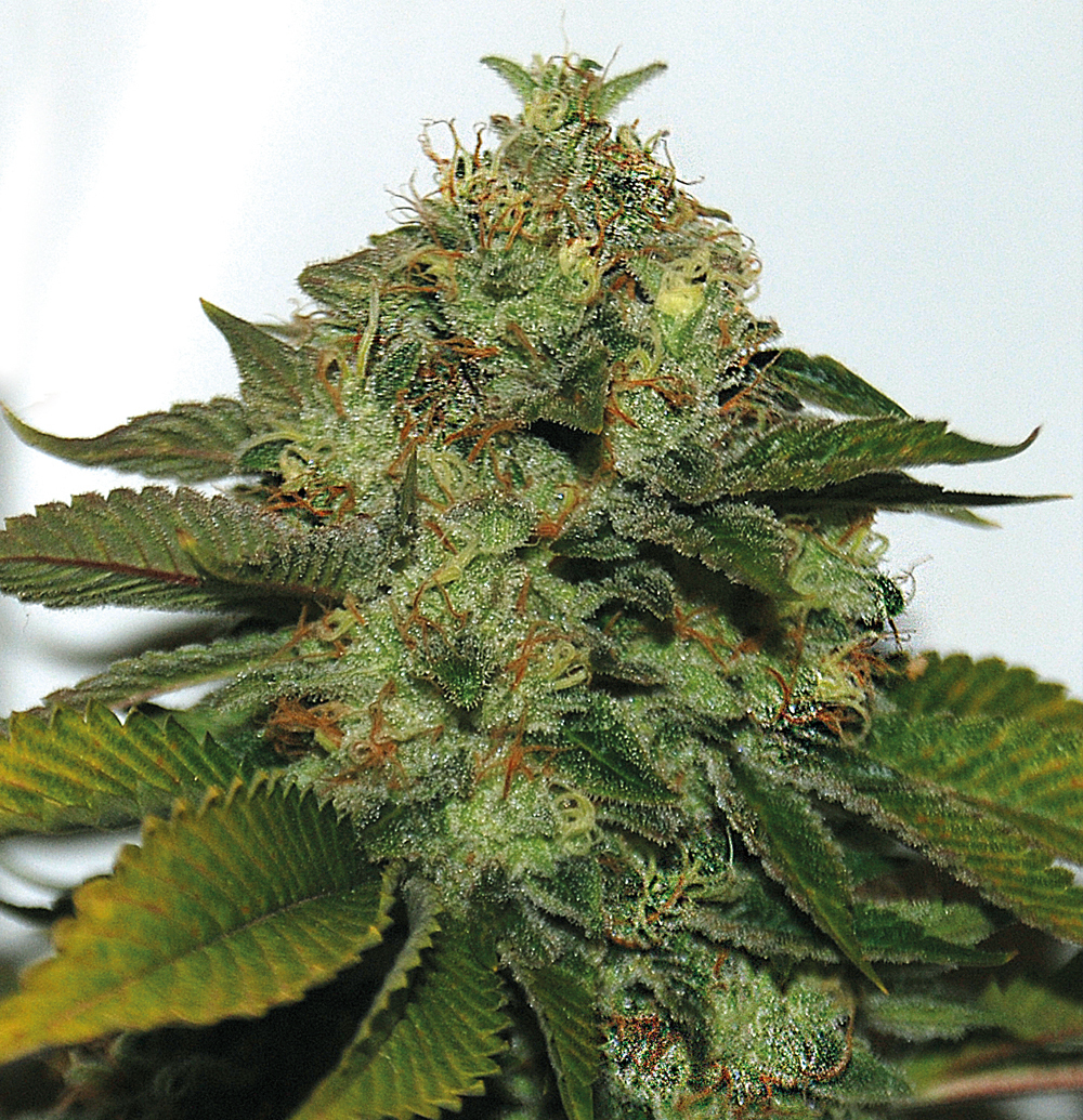 T.H. Seeds - UltraSour Kush (fem.) T.H. Seeds - UltraSour Kush (fem.)