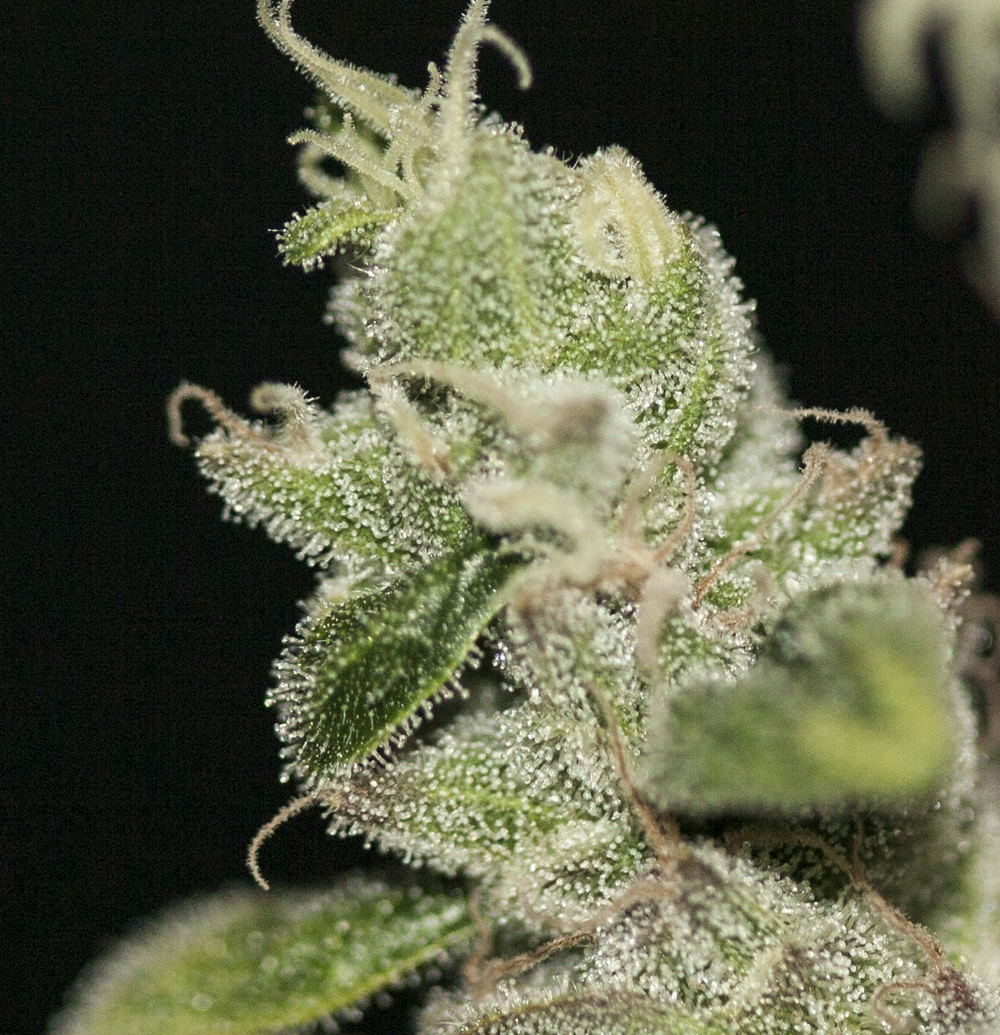 T.H. Seeds - UltraSour Kush (fem.) T.H. Seeds - UltraSour Kush (fem.)