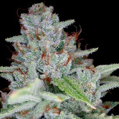 Reserva Privada (DNA Genetics Seeds) - Skywalker Kush (fem.) 04082