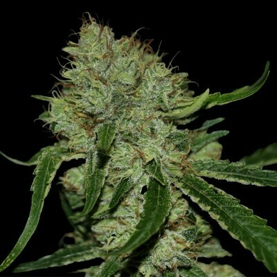 DNA Genetics - Tangilope (fem.) 03372