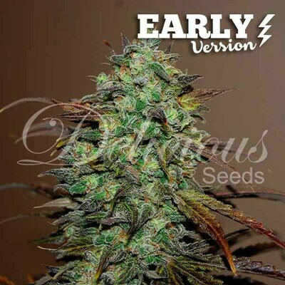Delicious Seeds - Eleven Roses Early Version (fem.) 06607