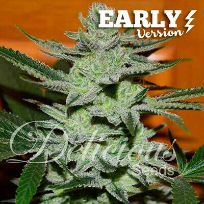Delicious Seeds - Unknown Kush Early Version (fem.) 06608