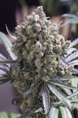 Humboldt Seed Organization - Fast Flowering Green Crack (fem.) 06609