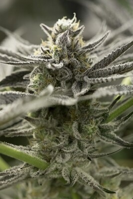 Humboldt Seed Organization - Fast Flowering OGKZ (fem.) 06611