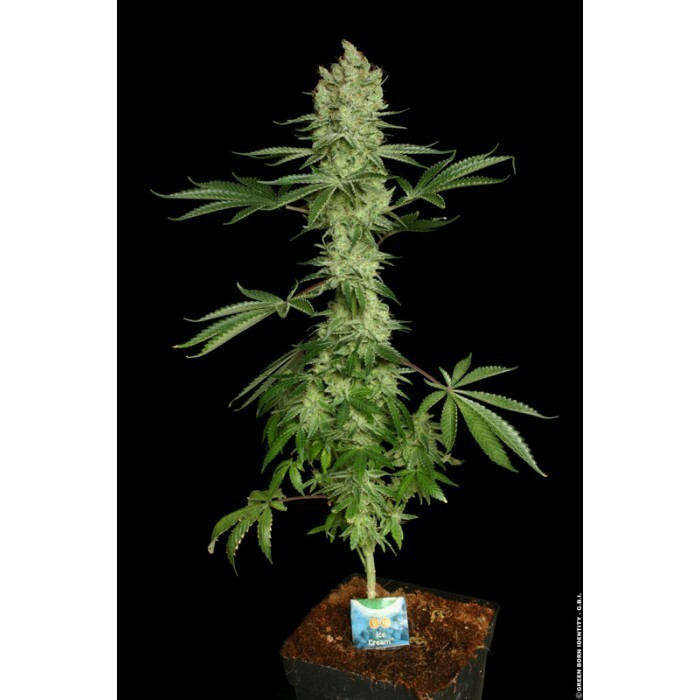 Paradise Seeds - Ice Cream (fem.)