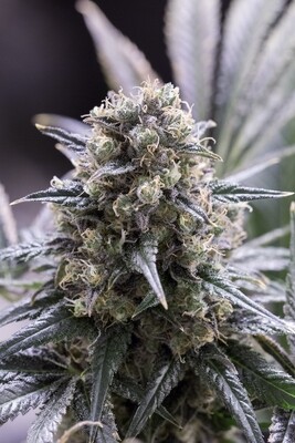 Dinafem - Quick Dinamed CBD (fem.) 06691