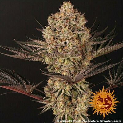 Barney's Farm - Dos Si Dos 33 (fem.) 06695