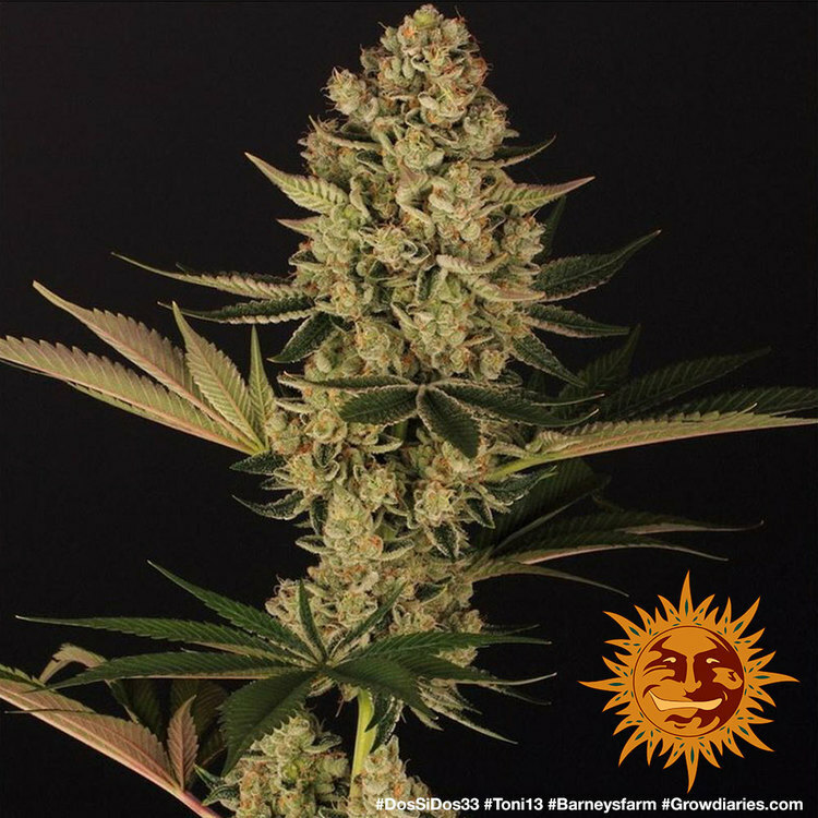 Barney's Farm - Dos Si Dos 33 (fem.)