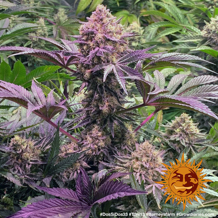 Barney's Farm - Dos Si Dos 33 (fem.)