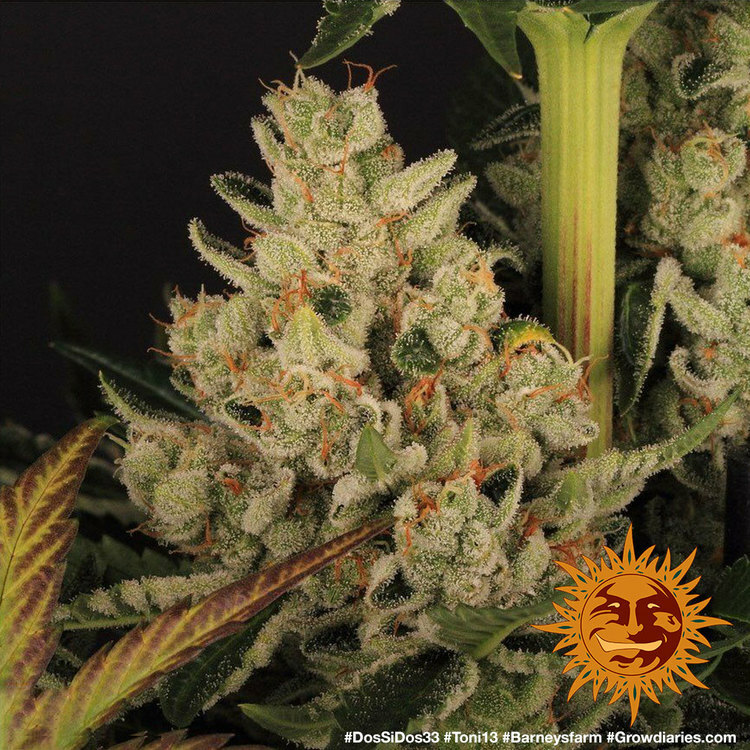 Barney's Farm - Dos Si Dos 33 (fem.)