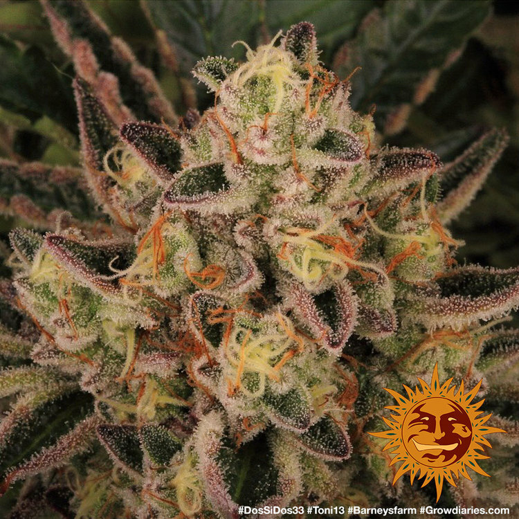 Barney's Farm - Dos Si Dos 33 (fem.)