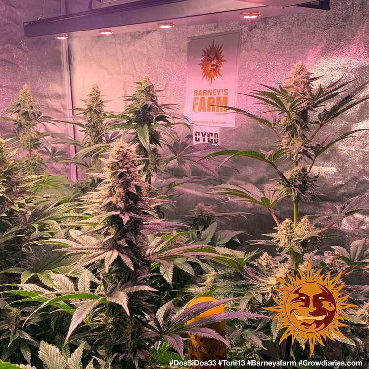 Barney's Farm - Dos Si Dos 33 (fem.)