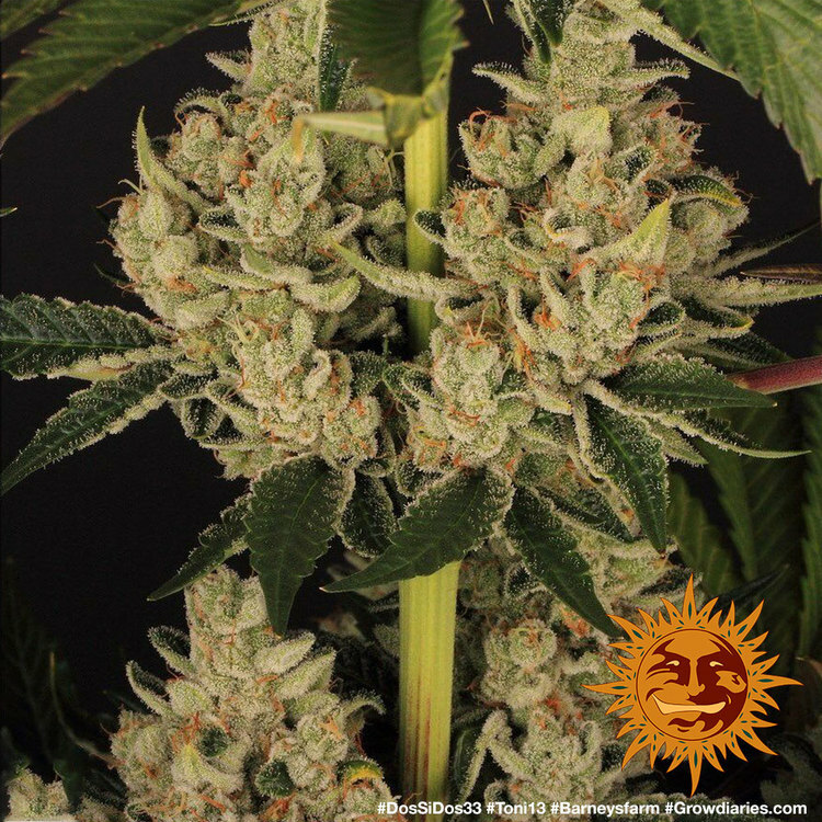 Barney's Farm - Dos Si Dos 33 (fem.)