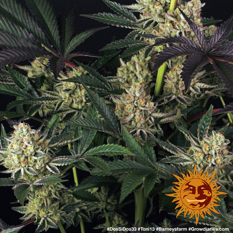 Barney's Farm - Dos Si Dos 33 (fem.)