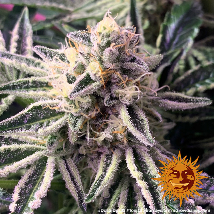 Barney's Farm - Dos Si Dos 33 (fem.)