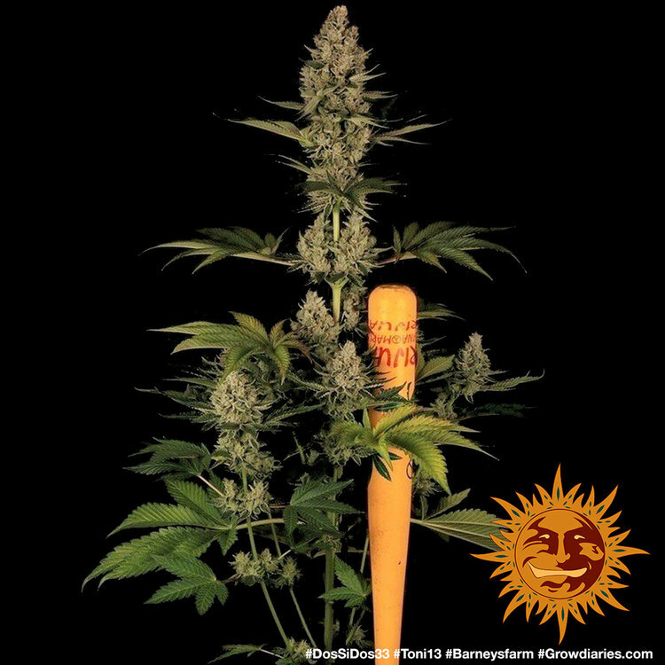Barney's Farm - Dos Si Dos 33 (fem.)