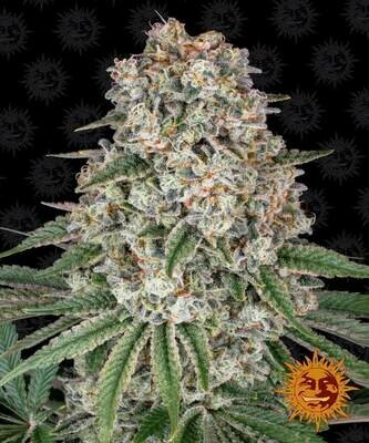 Barney's Farm - Tropicanna Banana (fem.) 06698