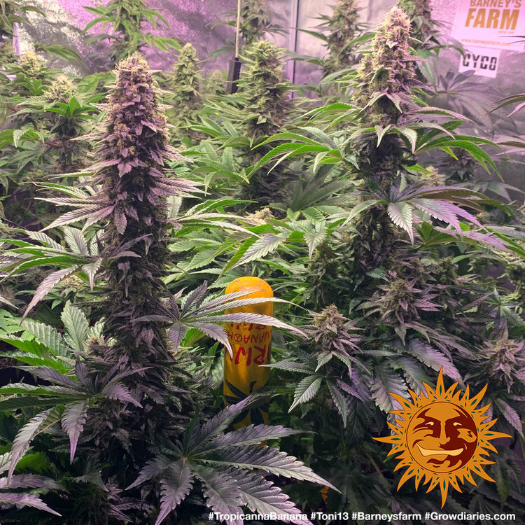 Barney's Farm - Tropicanna Banana (fem.)