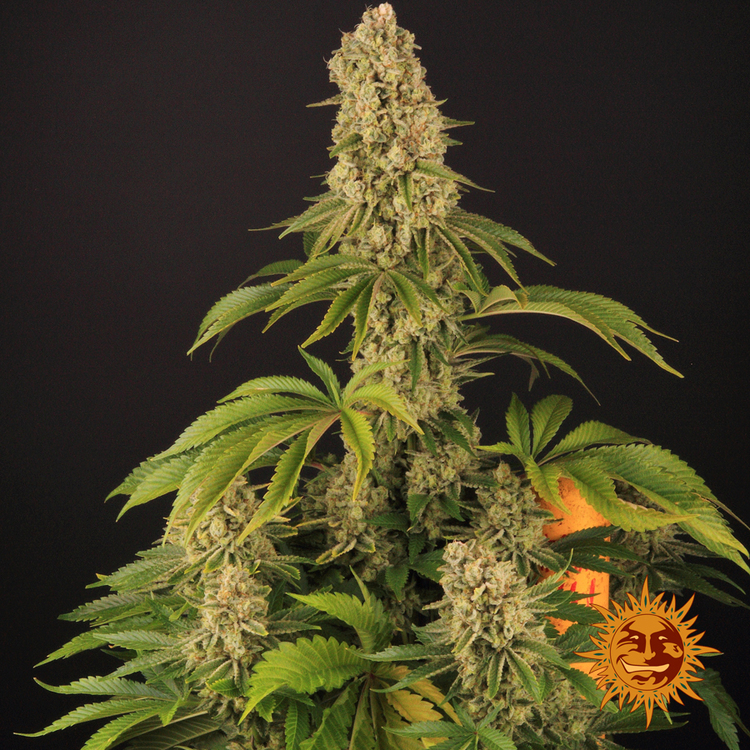 Barney's Farm - Tropicanna Banana (fem.)