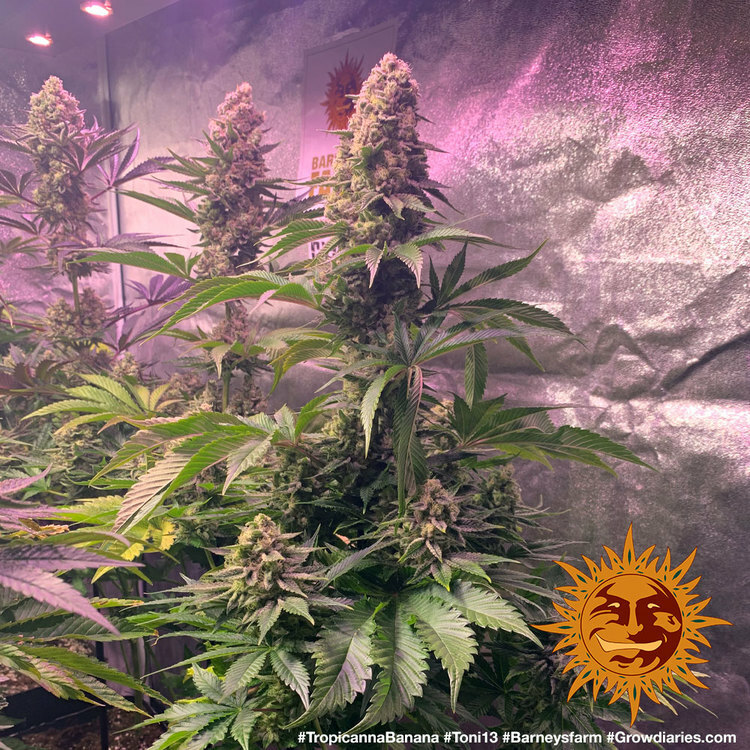 Barney's Farm - Tropicanna Banana (fem.)