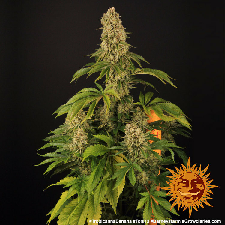 Barney's Farm - Tropicanna Banana (fem.)