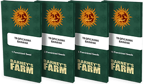 Barney's Farm - Tropicanna Banana (fem.)