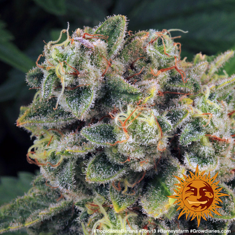 Barney's Farm - Tropicanna Banana (fem.)