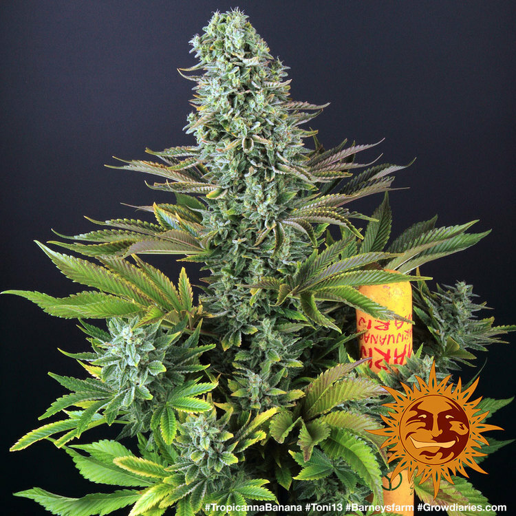Barney's Farm - Tropicanna Banana (fem.)