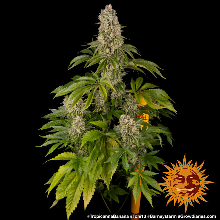Barney's Farm - Tropicanna Banana (fem.)