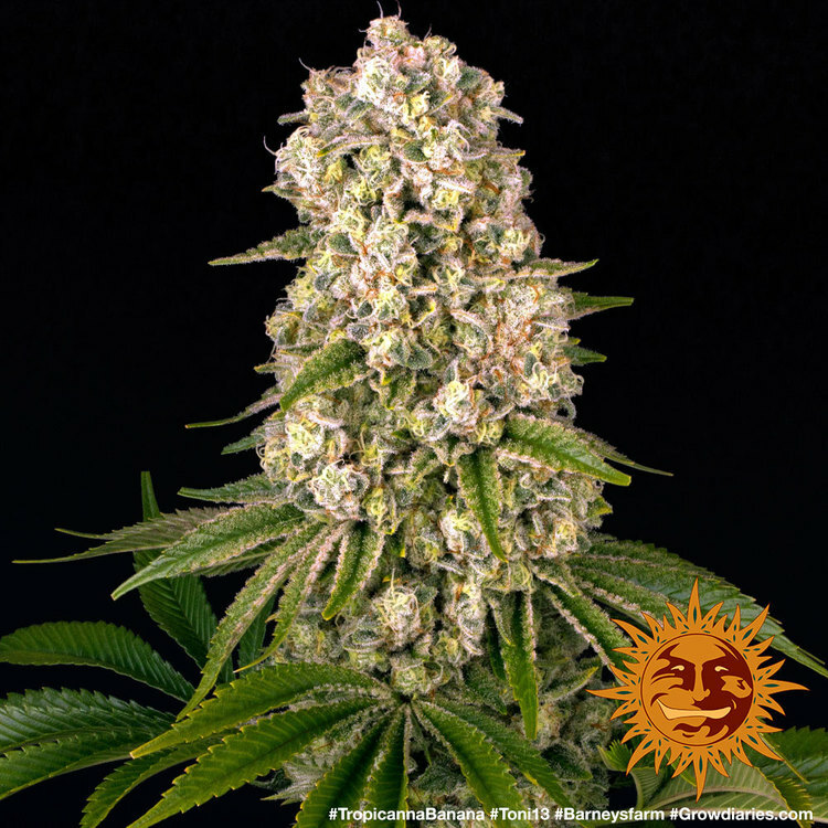 Barney's Farm - Tropicanna Banana (fem.)
