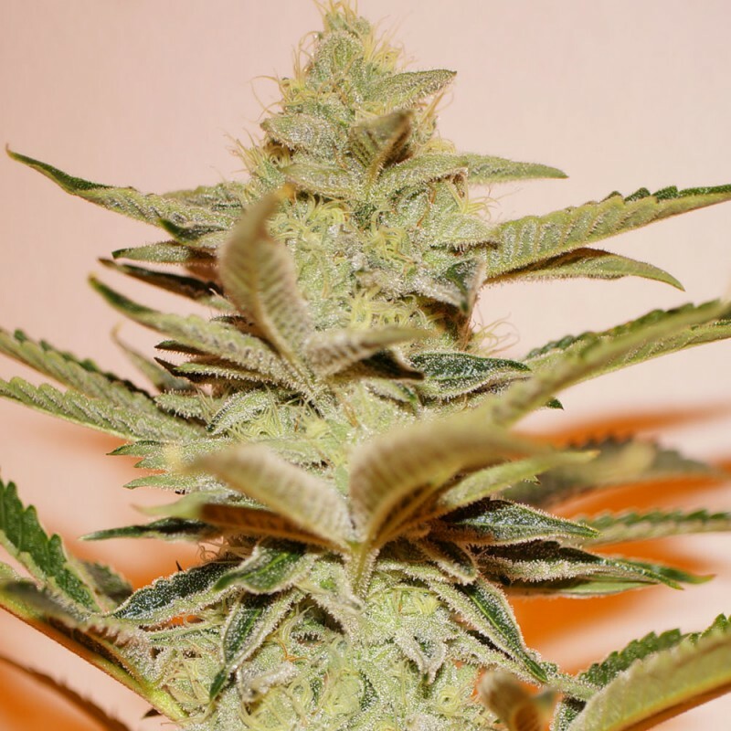 T.H. Seeds - Stracciatella (fem.)