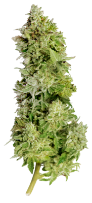 Mega Buds - Beast Mode Auto (auto/fem.) 06701