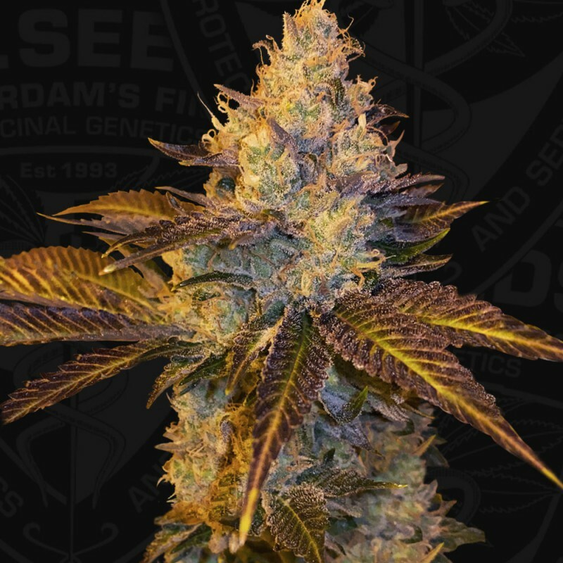 T.H. Seeds - Stracciatella (fem.)
